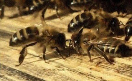 как выглядит среднерусская пчела