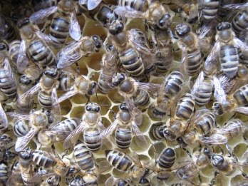 Устойчивость к болезням украинской степной пчелы