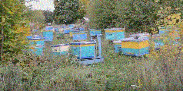 Пчеловодство Татарстана