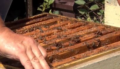 Найдена крымская пчела - огромный успех в пчеловодстве или снова на те же грабли?