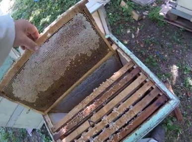 Как отличить натуральный каштановый мед от подделки по внешнему виду