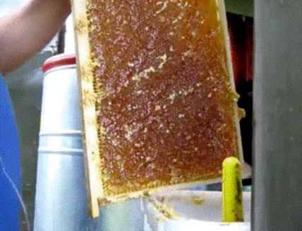 honey coriander application