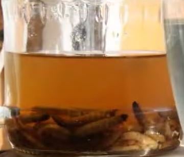 How to prepare wax moth tincture