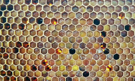 Фото перги ценного продукта пчеловодства. В сотах перга выглядит именно так невзрачно.