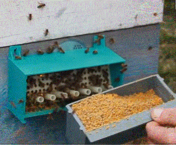 Опыт казахстанского пчеловода по получению пыльцы обножки