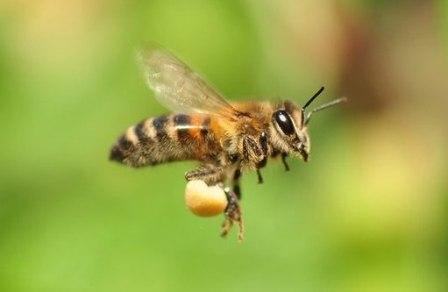 Фото пчелиная обножка которую пчелы несут в улей