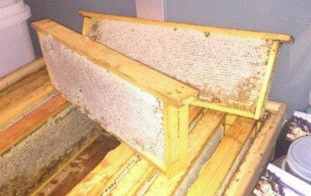 Пчелы прекрасно печатают мед в рамках 145 размера