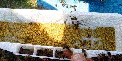 Как собрать пыльцу на пасеке
