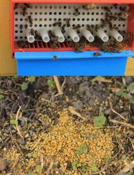 Пятое условие для сбора пыльцы на пасеке это правильная постановка пыльцеуловителя и работа с ним.
