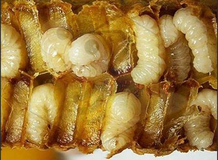Трутневые личинки как дополнительный продукт пчеловодства
