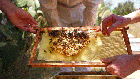 Пчеловодство Алжира