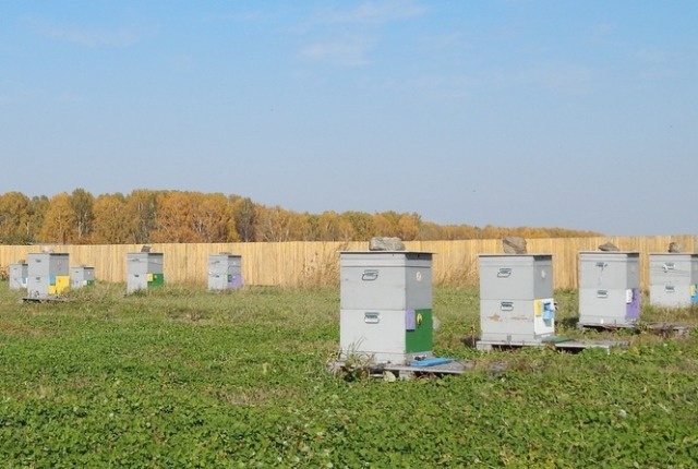 В Северном Казахстане наблюдается бум в пчеловодстве