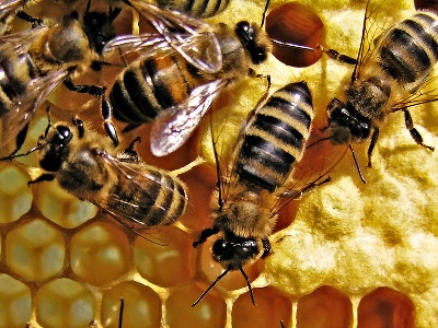 Пчеловодство в Южной Корее