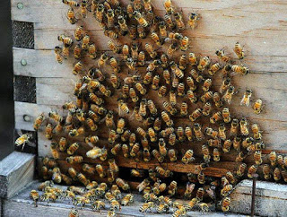Почему Китай теряет меньше медоносных пчел, чем Соединенные Штаты  и Европа