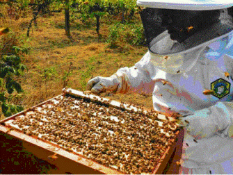 Как в жаркое лето и засуху сохранить пчел