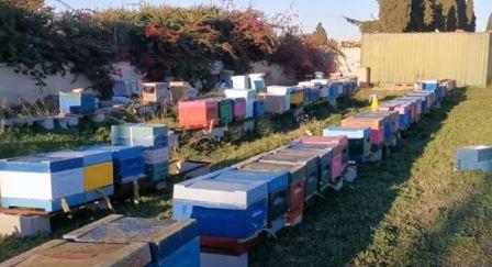 Проблемы в пчеловодстве Испании