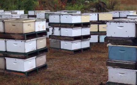Beekeeping in the USA
