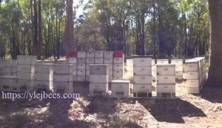 Пчеловодство в Австралии и Океании