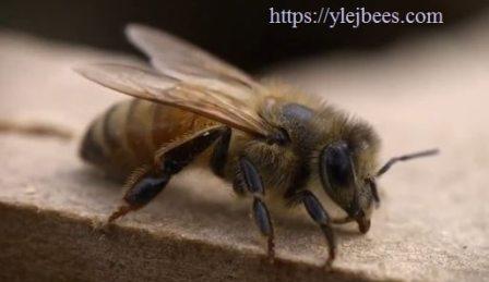Рост АПК Тасмании невозможен из-за нехватки пчел