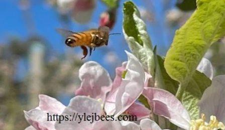 Поиск новых медоносных ресурсов для пчел