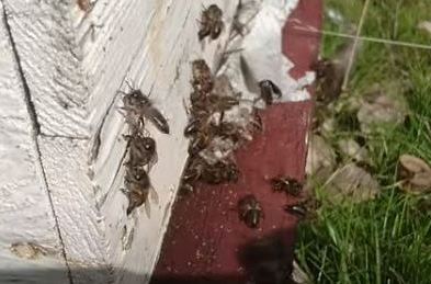 Что происходит в Марроко с пчелами