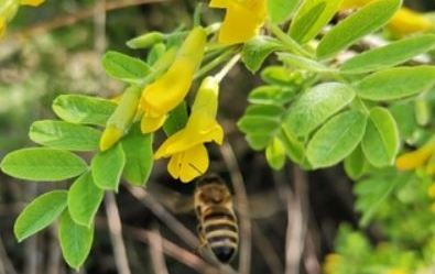 Пчелы Свердловской области на медосборе