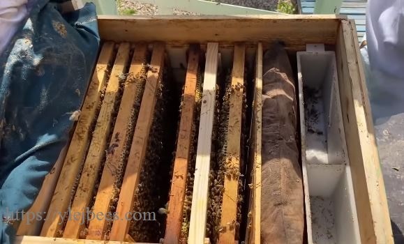 Пчеловодство в Сурхандарьинской области