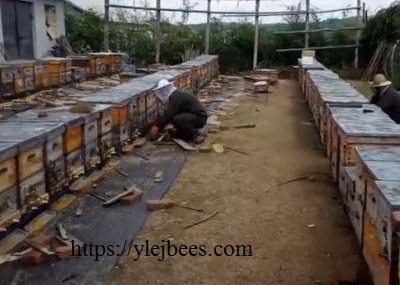 Природные условия для пчеловодства в Китая