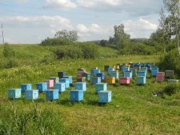 Экологические проблемы пчеловодства Рязанской области (2014-2015 гг.)