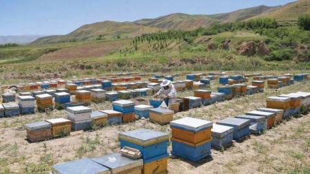 Beekeeping in Tajikistan