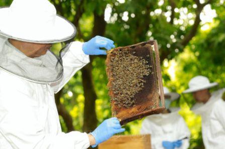 Осмотр пчелосемьи на вьетнамской пасеке
