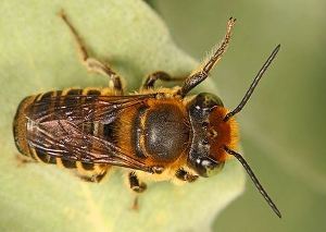 Люцерновая пчела-листорез Megachile rotundata или мегахила округлая