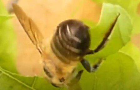 Люцерновая пчела-листорез Megachile rotundata или мегахила округлая вырезает листок
