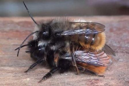 С чего необходимо начинать разведение пчел осмий