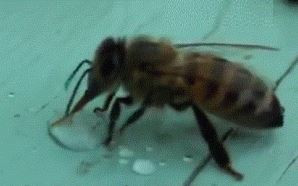 Пчела фото пчела водонос