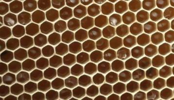 Почему пчелы не печатают мед?
