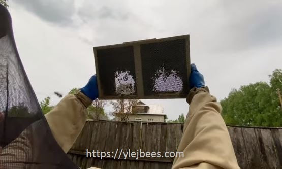 Бессотовые пчелопакеты, преимущества и особенности