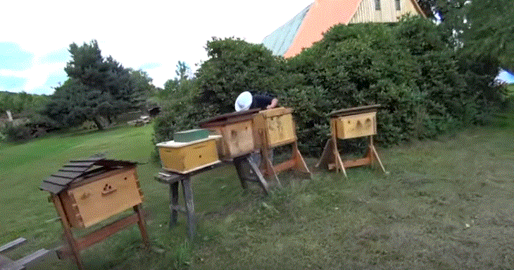 Чешский опыт безвощиного пчеловодства