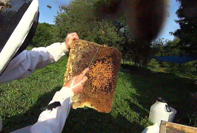 На клеща лучше всего воздействовать механически. Для ограничения количества клещей в пчелосемье нужно нарушить цикл их размножения