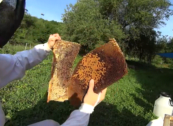 Вырезая расплод, удаляем и клещей в ячейках, а муравьиной кислотой завершаем дело, уничтожая клеща на пчелах после отбора меда.