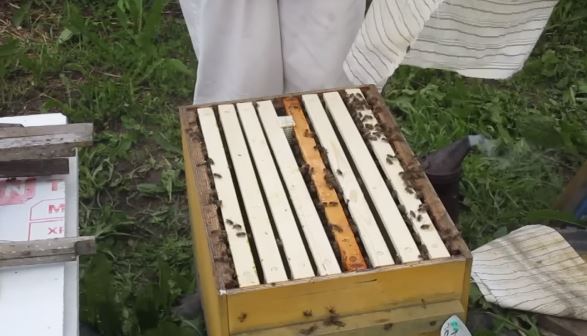 sztucznym roju pszczół