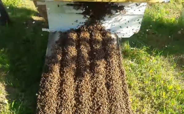 Пчелы по шиферу заходят в улей - искусственное роение пчел без поиска матки в действии