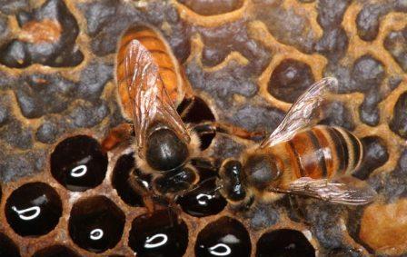 пчелы пытаются кормить матку после подсадки в улей