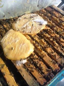 подкормка пчел канди в феврале