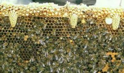 mateczniki rojowe na zdjęciu pszczół