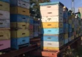 Содержание пчел в многокорпусных ульях на рамку 145 мм