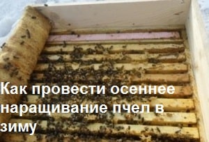 Как провести осеннее наращивание пчел в зиму