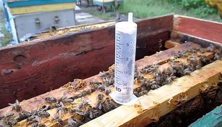 Подсадка матки в отводок пчел на одну рамку