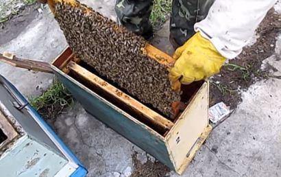 Формирование отводка - Добрая пчелка