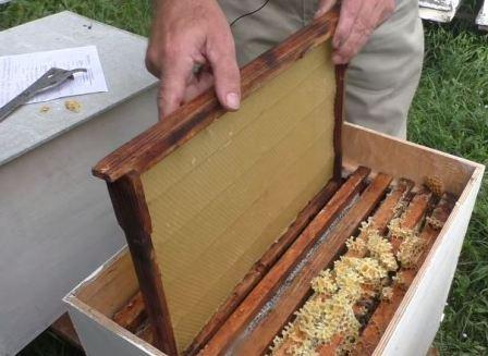 Partial inspection of a bee colony
